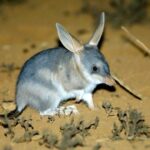 21275-bilby-steve-parish