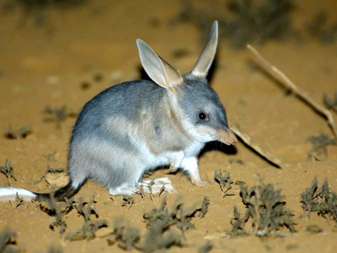 21275-bilby-steve-parish