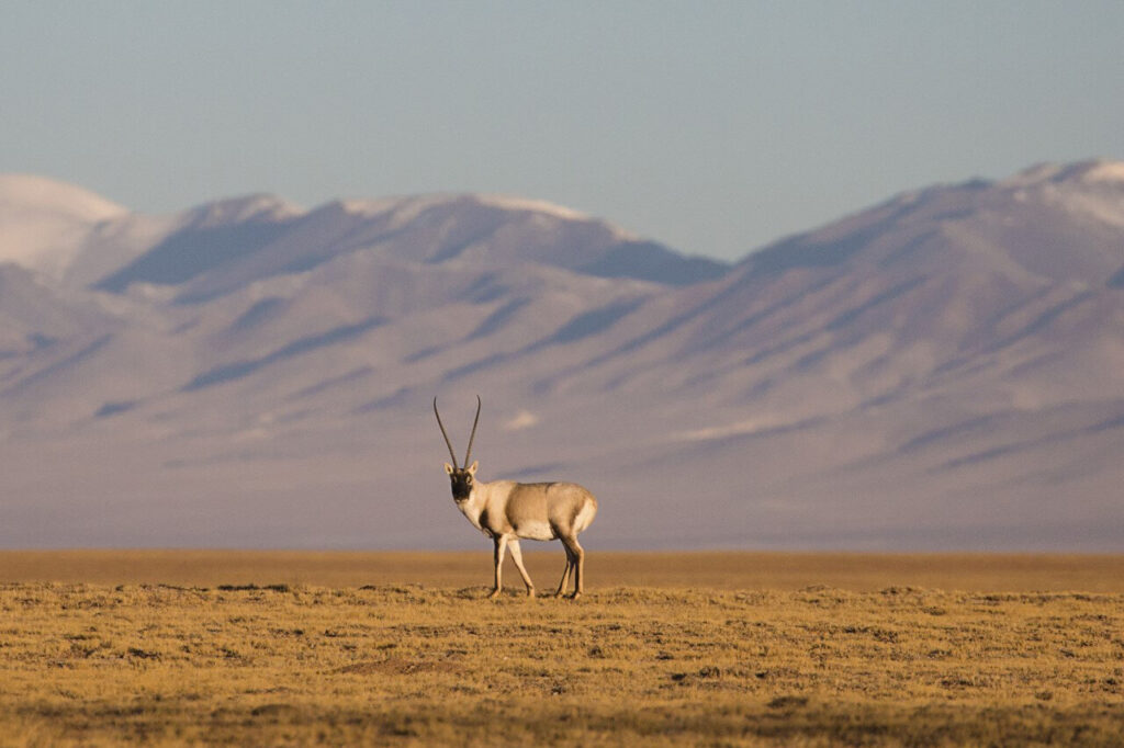 Anthony V. Signore et al. Biochemical pedomorphosis and genetic assimilation in the hypoxia adaptation of Tibetan antelope, Science Advances (2020)