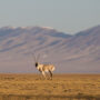 Anthony V. Signore et al. Biochemical pedomorphosis and genetic assimilation in the hypoxia adaptation of Tibetan antelope, Science Advances (2020)