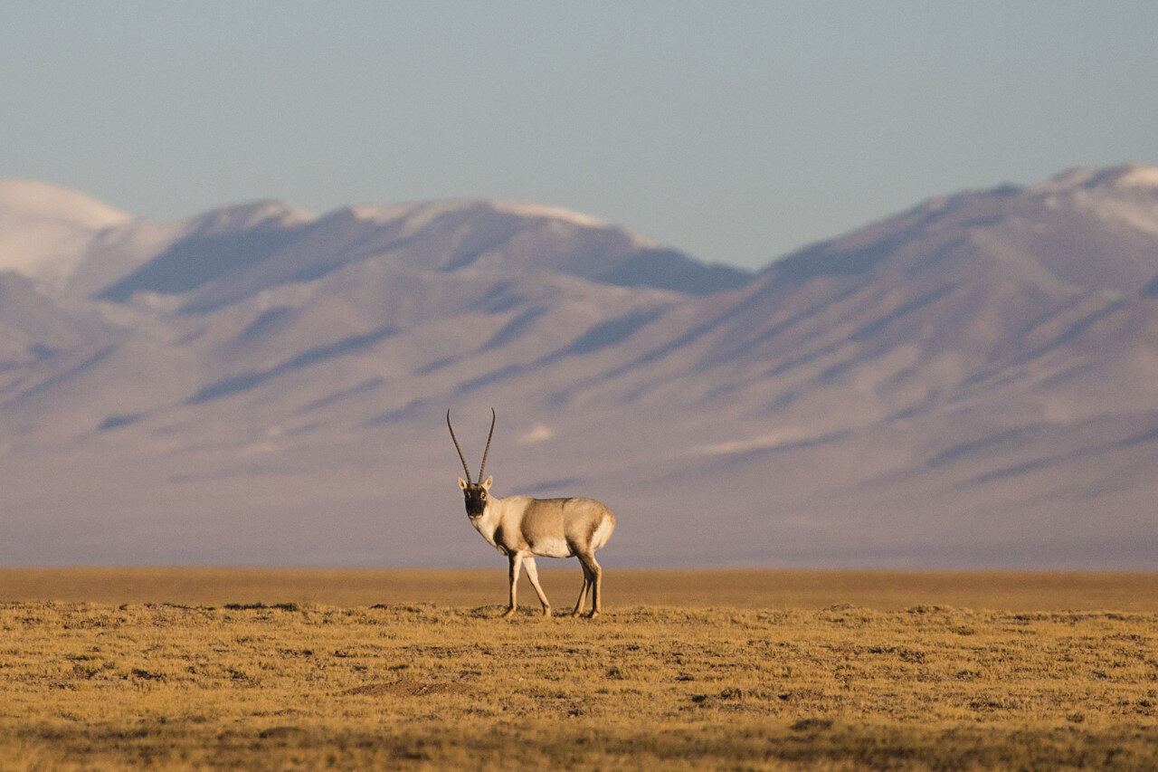 Anthony V. Signore et al. Biochemical pedomorphosis and genetic assimilation in the hypoxia adaptation of Tibetan antelope, Science Advances (2020)