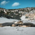 A group of sea lions laying on top of a sandy beach