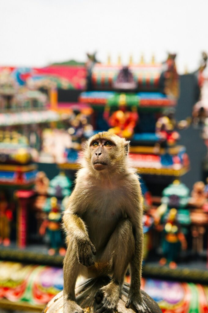 A monkey sitting on top of a rock