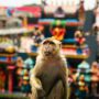 A monkey sitting on top of a rock