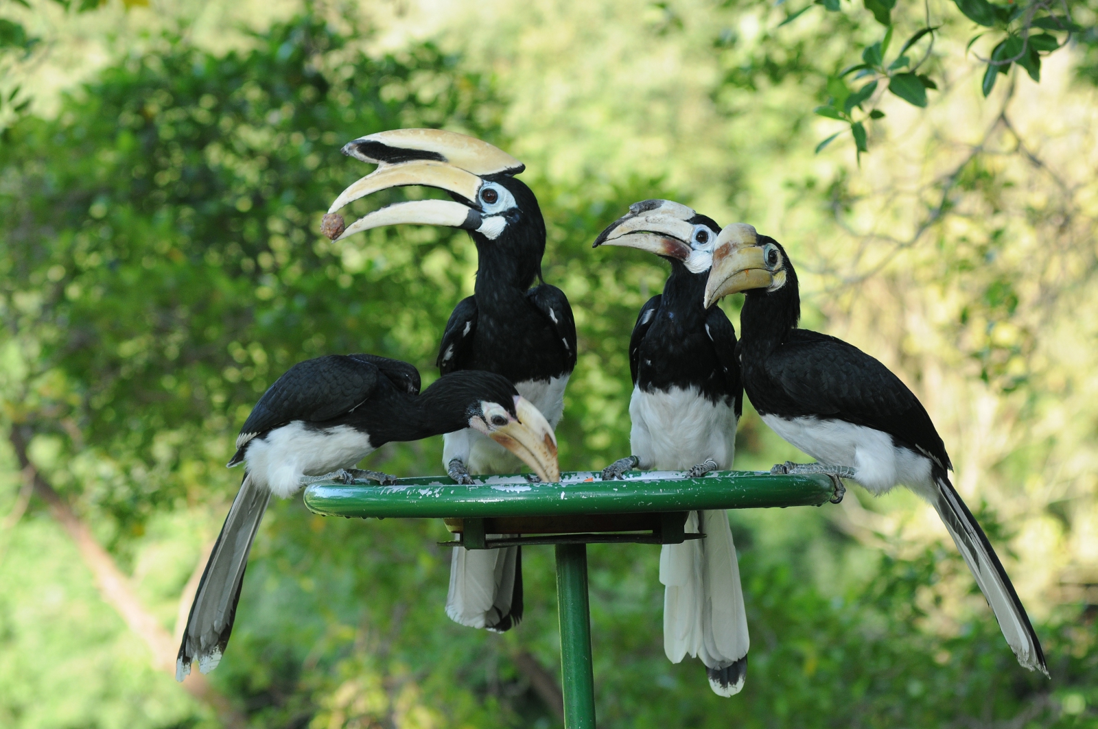 Vanishing Wonders: Endangered Species of Singapore