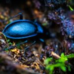 a blue bug sitting on top of a forest floor