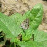 a butterfly is sitting on a green leaf