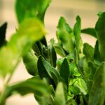 a close up of a green plant with leaves