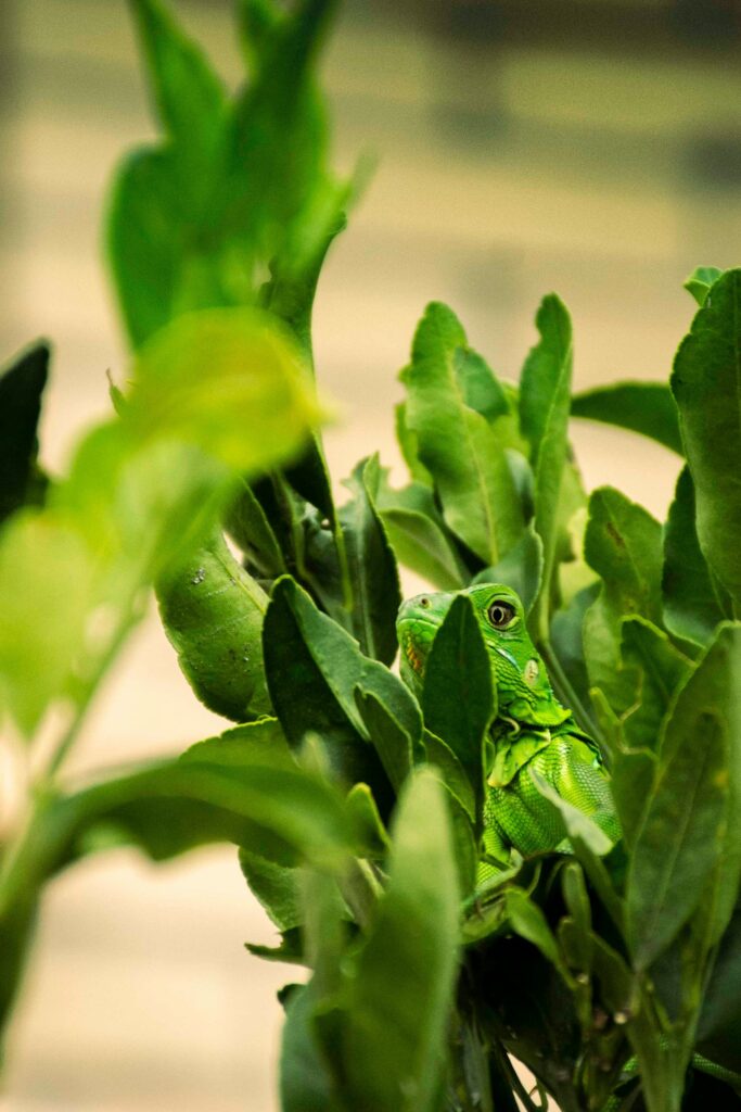 a close up of a green plant with leaves