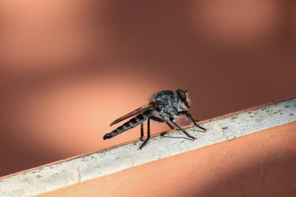 a fly sitting on top of a brick wall