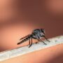 a fly sitting on top of a brick wall