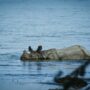 a hippopotamus laying on its back in a body of water