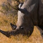 a rhino grazing in a field of dry grass