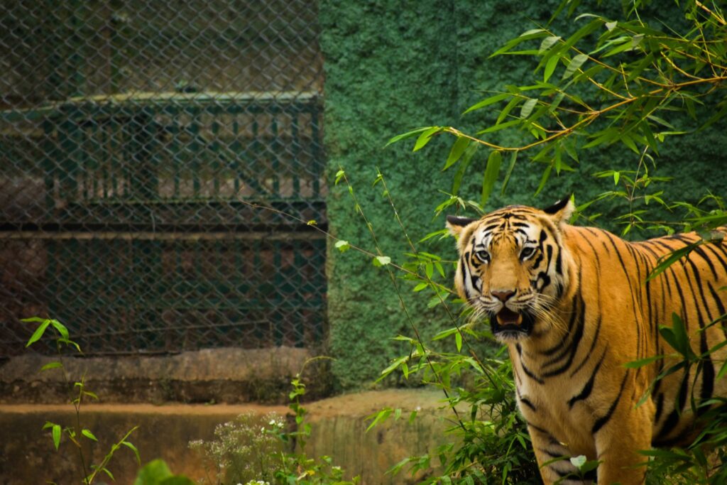 a tiger standing in the middle of a forest