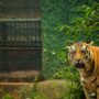 a tiger standing in the middle of a forest