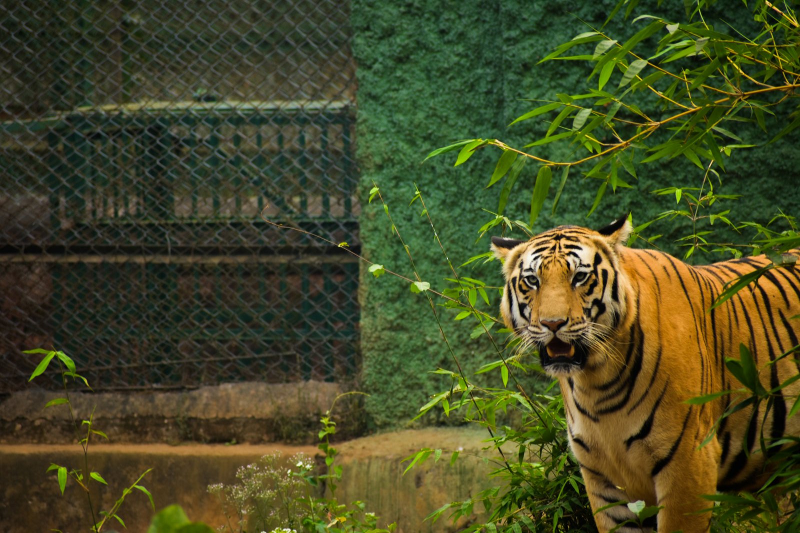 a tiger standing in the middle of a forest