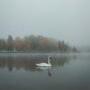 a white swan swimming in a lake on a foggy day