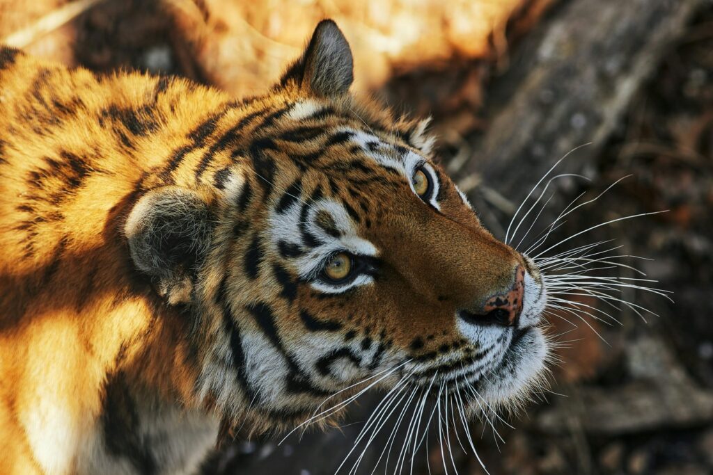 brown and black tiger lying on brown rock