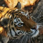 brown and black tiger lying on brown rock