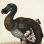 brown and white dodo bird painting