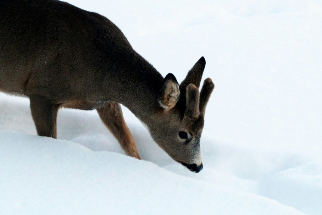 brown deer on snow covered ground during daytime