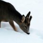 brown deer on snow covered ground during daytime