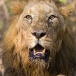 brown lion lying on green grass during daytime