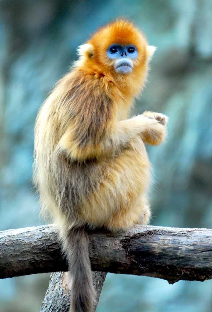 The Rare Wildlife of China: A Look at Endangered Species