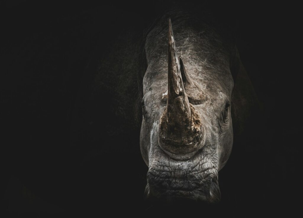 gray rhino digital wallpaper