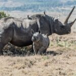 gray rhinoceros parent and offspring on field