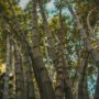 low angle photography of bamboo trees during daytime