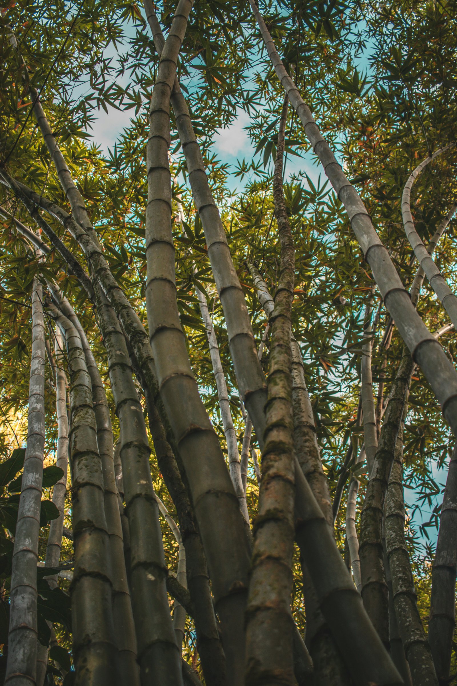 low angle photography of bamboo trees during daytime