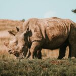 rhinoceros grazing