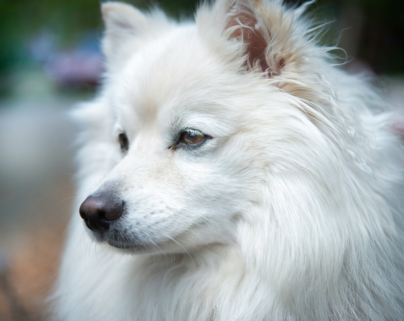 white long coat small dog