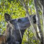 a close up of a deer in a forest