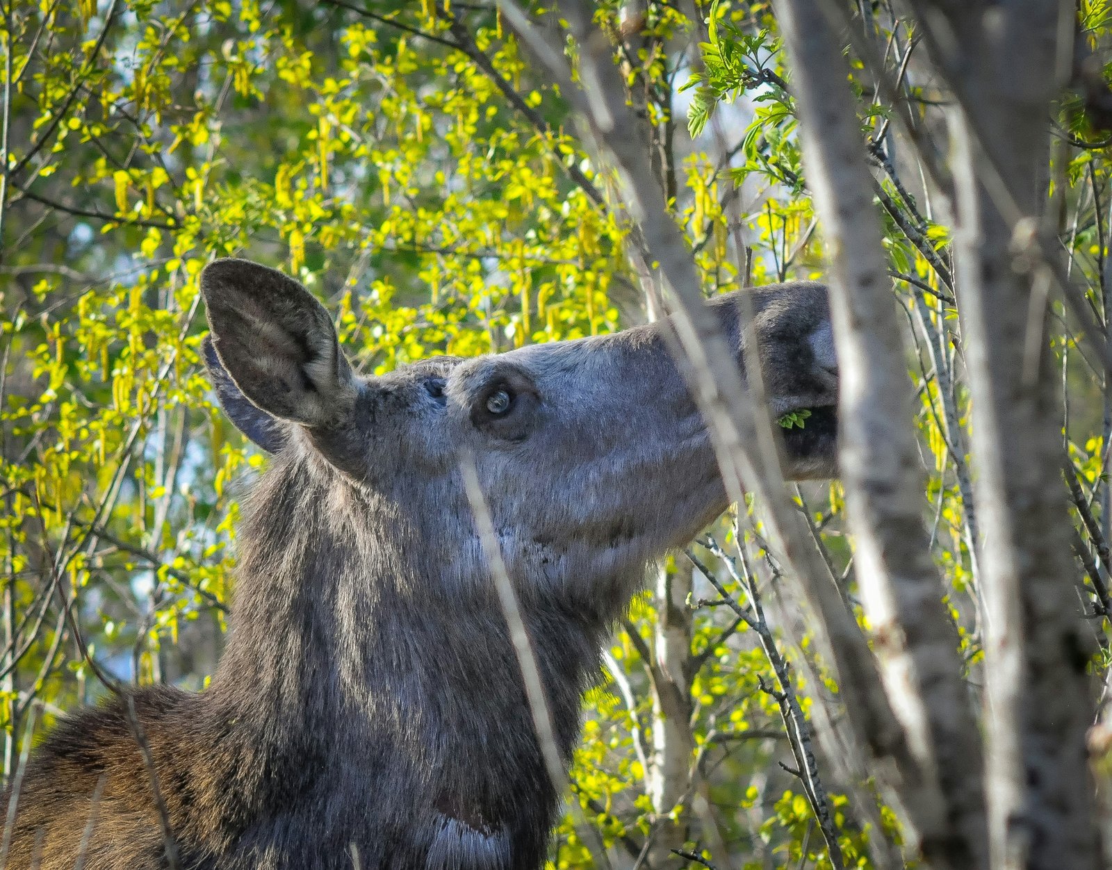 a close up of a deer in a forest