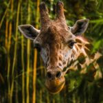 brown giraffe near tree