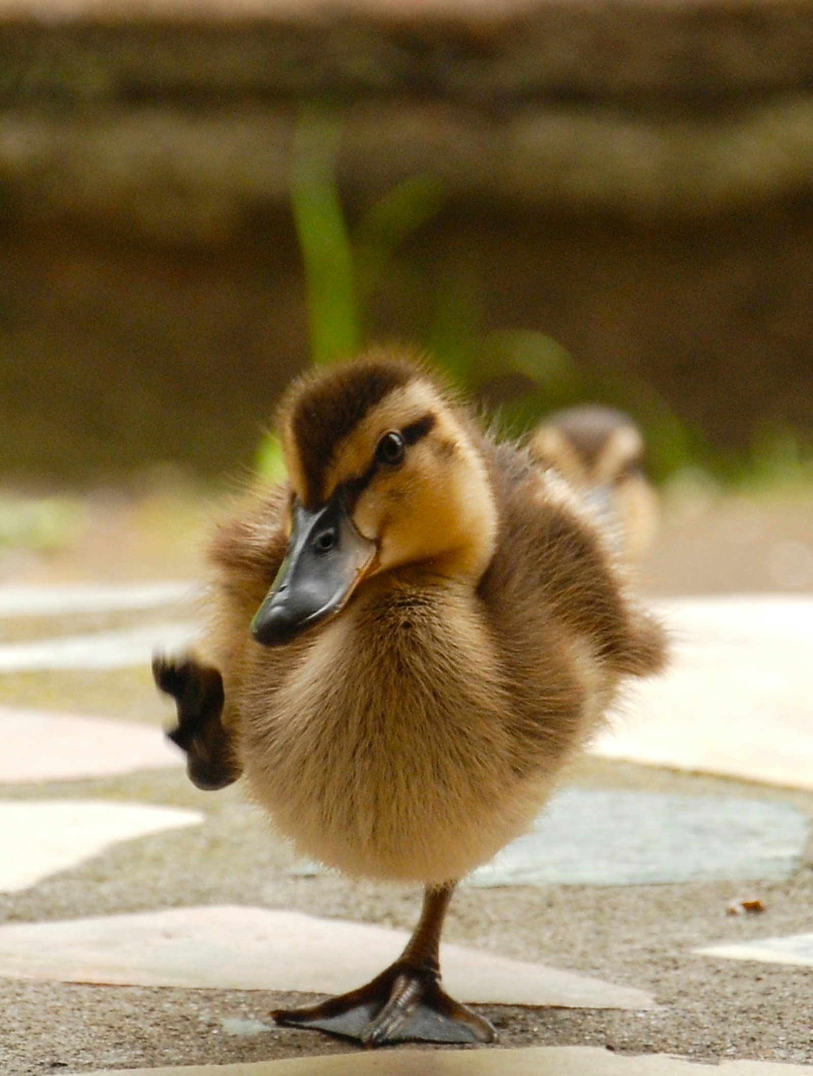 From Monkeys to Birds: The Cutest Animals in Indonesia